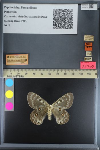 Media type: image;   Entomology 35765